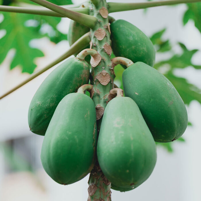 ECONUTRENA PAPAYA FRUITS - Image 5