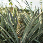 ECONUTRENA PINEAPPLE FRUITS - Image 5