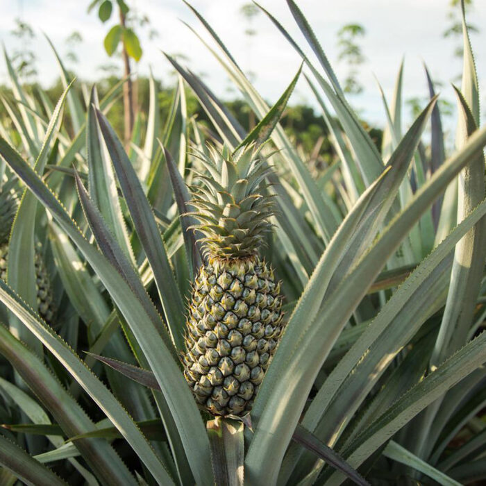 ECONUTRENA PINEAPPLE FRUITS - Image 5
